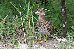 Spotted Thick-knee